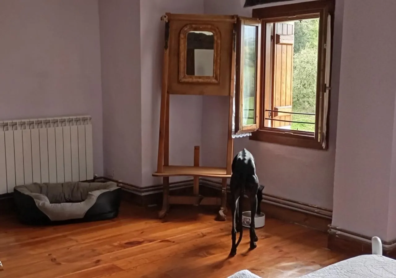 perrete en la habitacion-5629